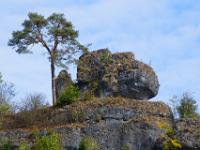 Kiefer neben Felskoloss